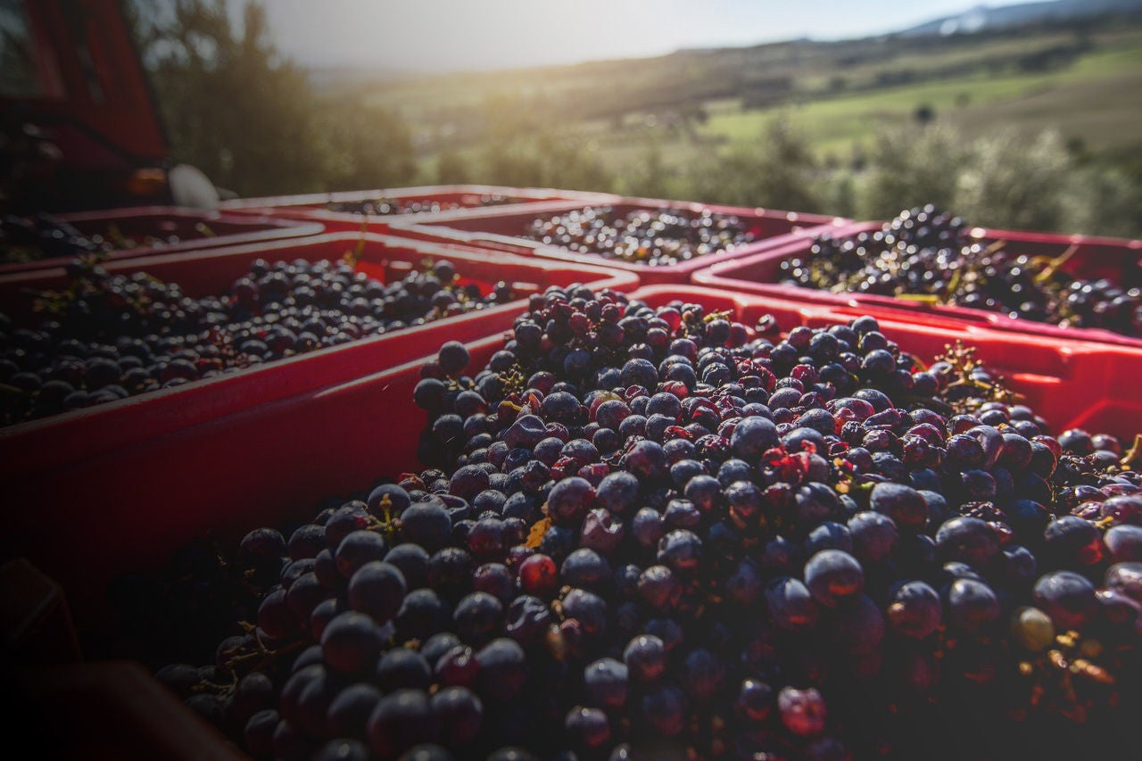 Grape harvesting in Italy