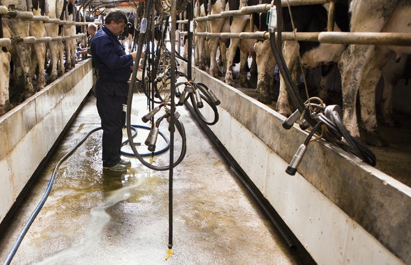 Man cleaning cow pen